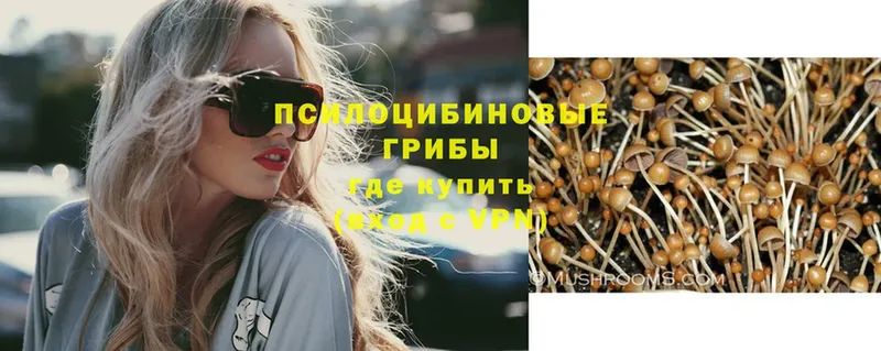 Псилоцибиновые грибы GOLDEN TEACHER  Александров 